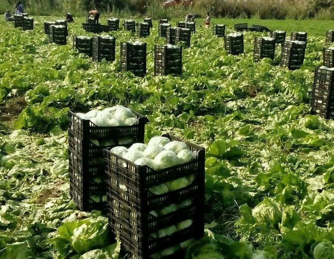 Earlier agricultural archive